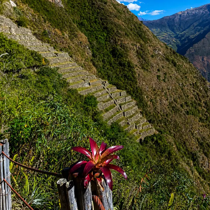 Red bromeliad overlooking the steep agricultural terraces of Choquequirao.