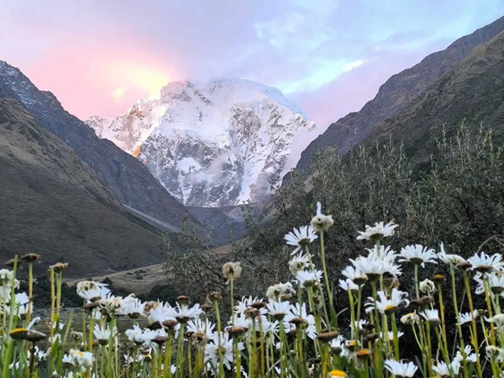 wildflowers-and-salkantay-sunrise